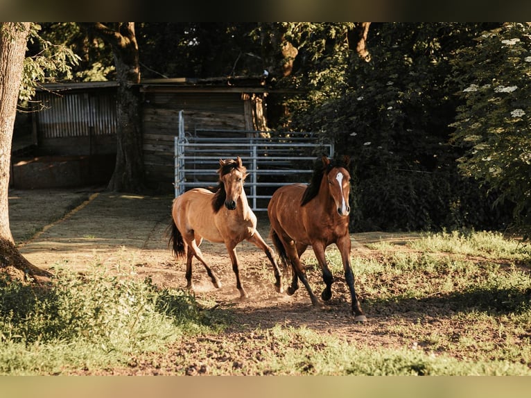 Mustang (kanadisch) Hengst 1 Jahr 158 cm Falbe in Maxsain