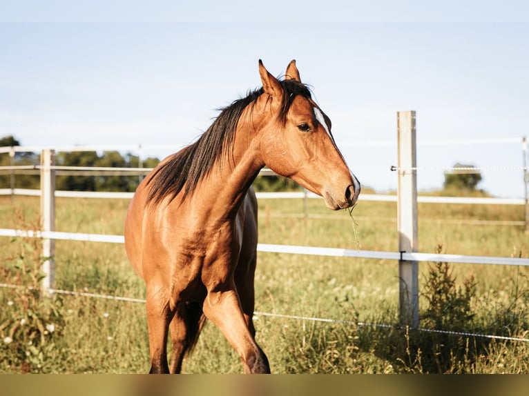 Mustang (kanadisch) Hengst 1 Jahr 158 cm Falbe in Maxsain
