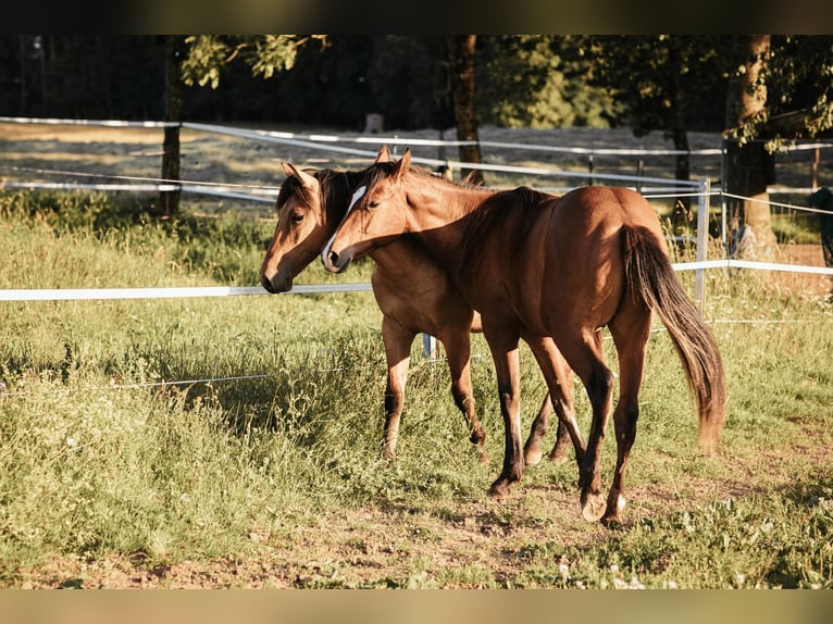 Mustang (kanadisch) Hengst 1 Jahr 158 cm Falbe in Maxsain