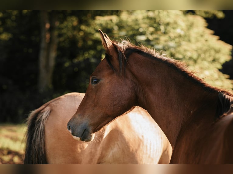 Mustang (kanadisch) Hengst 1 Jahr 158 cm Falbe in Maxsain