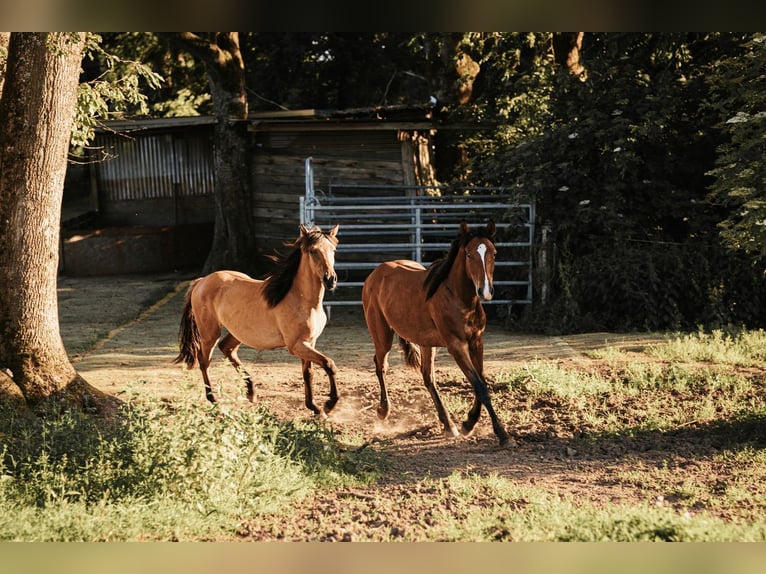 Mustang (kanadisch) Hengst 1 Jahr 158 cm Falbe in Maxsain