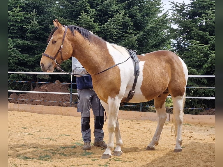 Mustang (kanadisch) Hengst 3 Jahre 154 cm Schecke in Maxsain