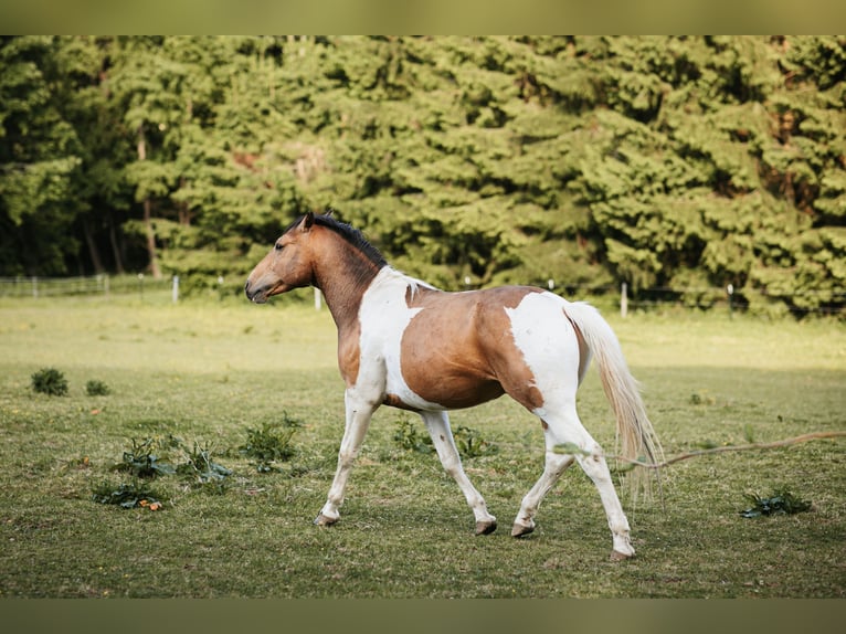 Mustang (kanadisch) Hengst 3 Jahre 154 cm Schecke in Maxsain