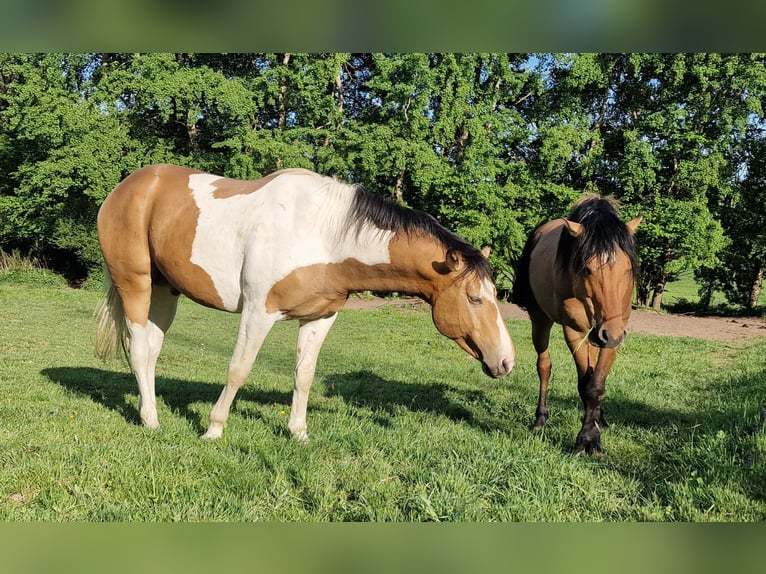 Mustang (kanadisch) Hengst 3 Jahre 154 cm Schecke in Maxsain