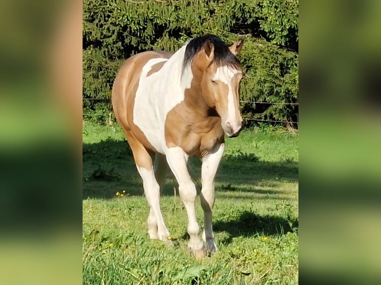 Mustang (kanadisch) Hengst 3 Jahre 154 cm Schecke in Maxsain
