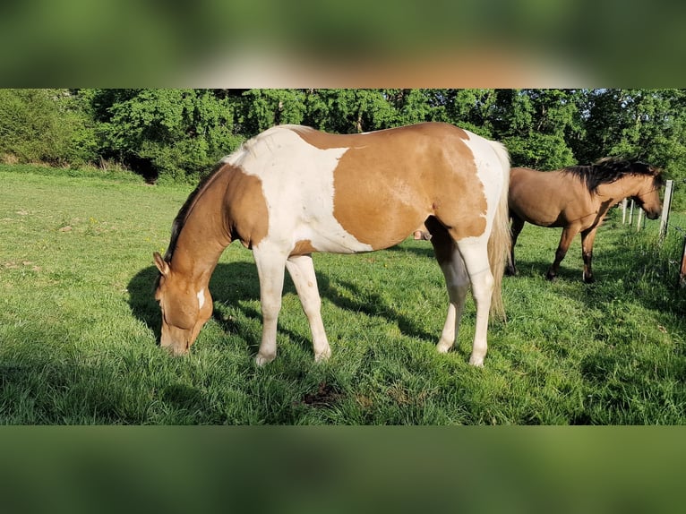 Mustang (kanadisch) Hengst 3 Jahre 154 cm Schecke in Maxsain