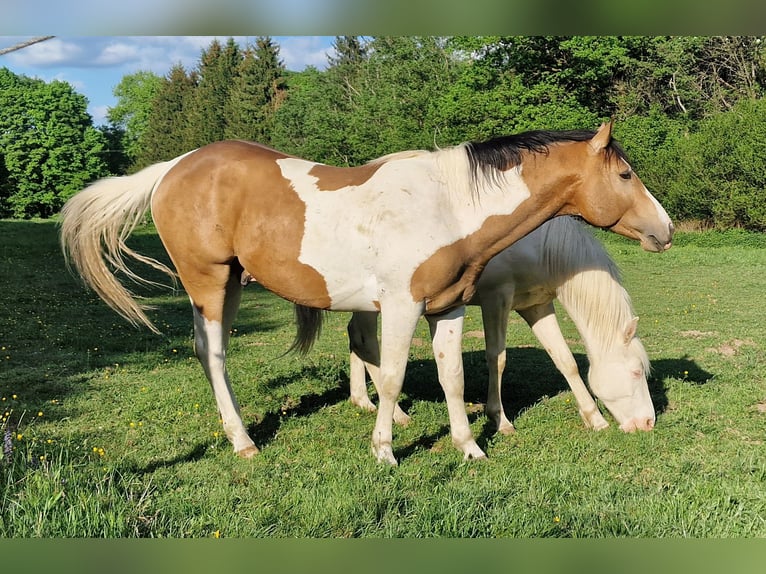 Mustang (kanadisch) Hengst 3 Jahre 154 cm Schecke in Maxsain
