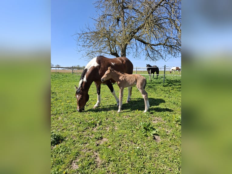 Mustang (kanadisch) Hengst 3 Jahre 155 cm in Kupferzell
