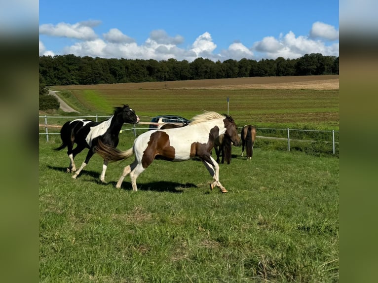 Mustang (kanadisch) Hengst 3 Jahre 155 cm in Kupferzell