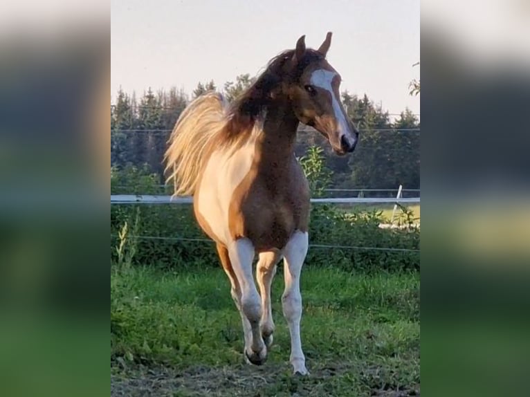 Mustang (kanadisch) Hengst in Z&#xFC;rbach