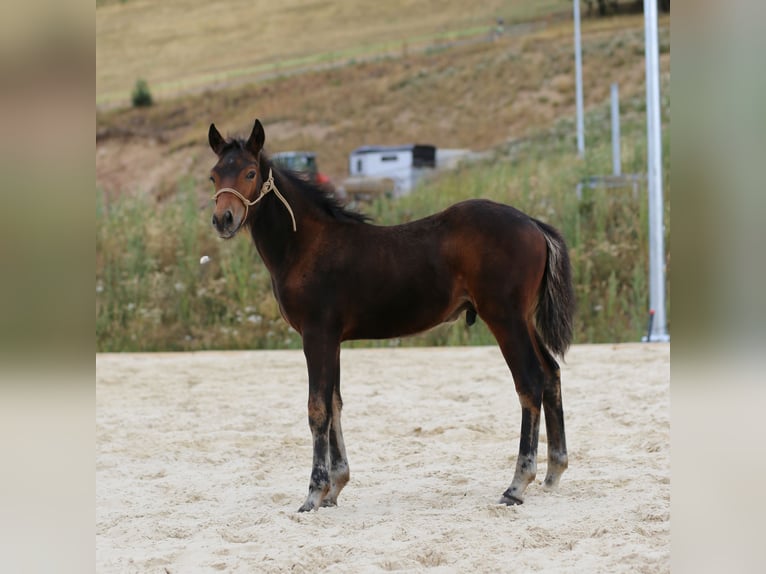 Mustang (kanadisch) Mix Hengst Fohlen (05/2026) 148 cm Brauner in Zürich