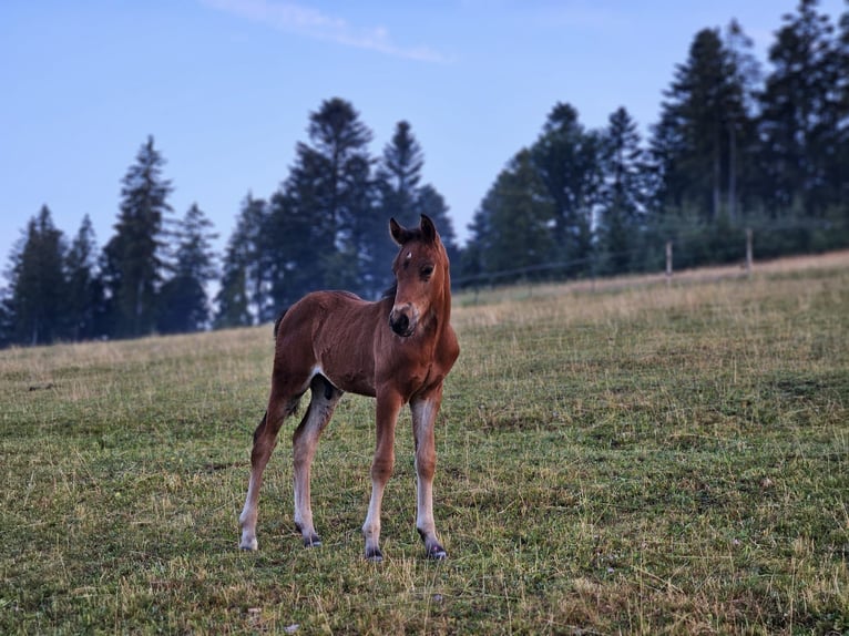 Mustang (kanadisch) Mix Hengst Fohlen (05/2026) 148 cm Brauner in Zürich