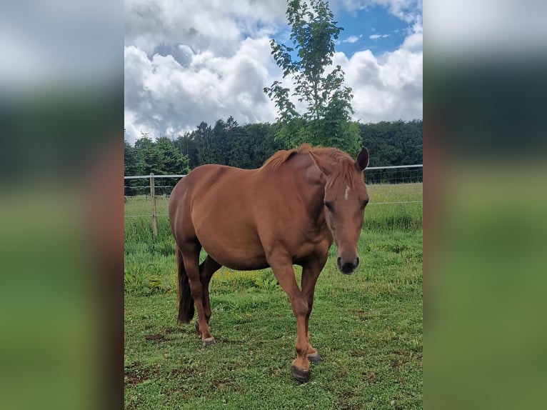 Mustang (kanadisch) Stute 12 Jahre 153 cm Dunkelfuchs in Z&#xFC;rbach
