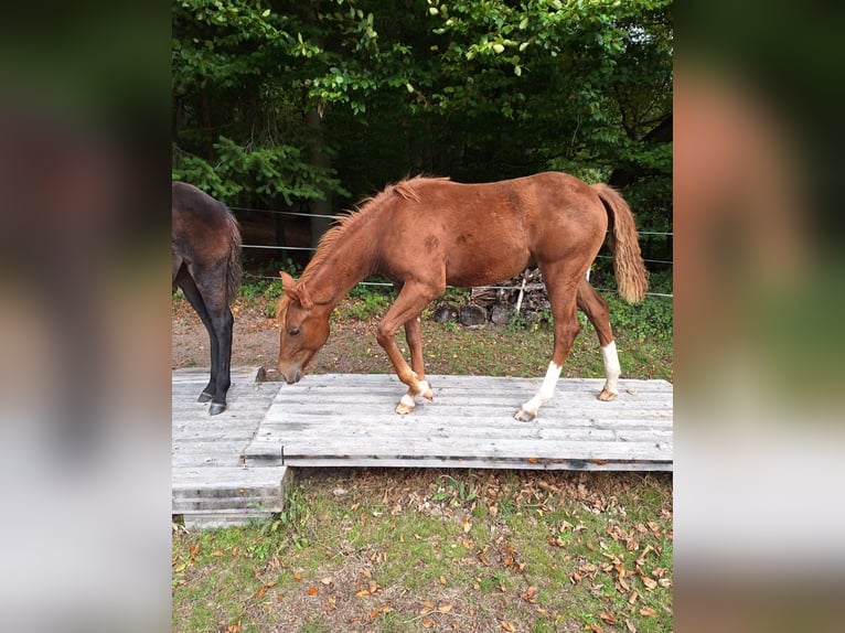 Mustang (kanadisch) Mix Stute 1 Jahr 153 cm Fuchs in Heiligkreuzsteinach