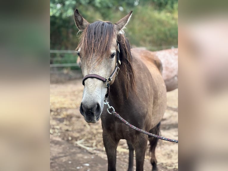 Mustang (kanadisch) Mix Stute 2 Jahre Buckskin in Nennhausen
