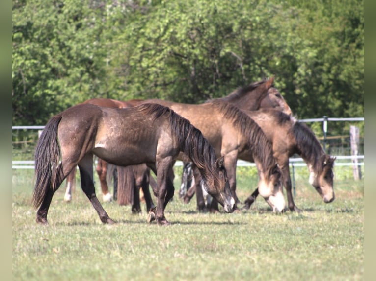 Mustang (kanadisch) Mix Stute 2 Jahre Buckskin in Nennhausen