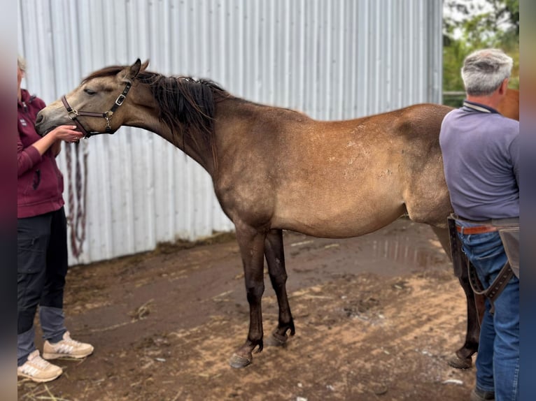Mustang (kanadisch) Mix Stute 2 Jahre Buckskin in Nennhausen
