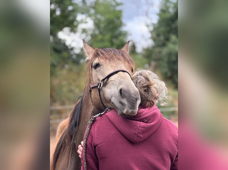 Mustang (kanadisch) Mix Stute 2 Jahre Buckskin in Nennhausen