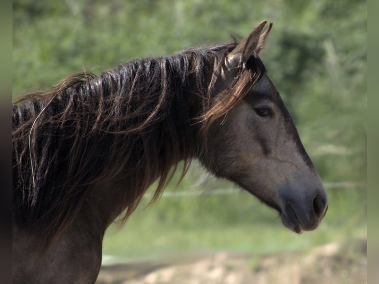 Mustang (kanadisch) Mix Stute 2 Jahre Buckskin in Nennhausen