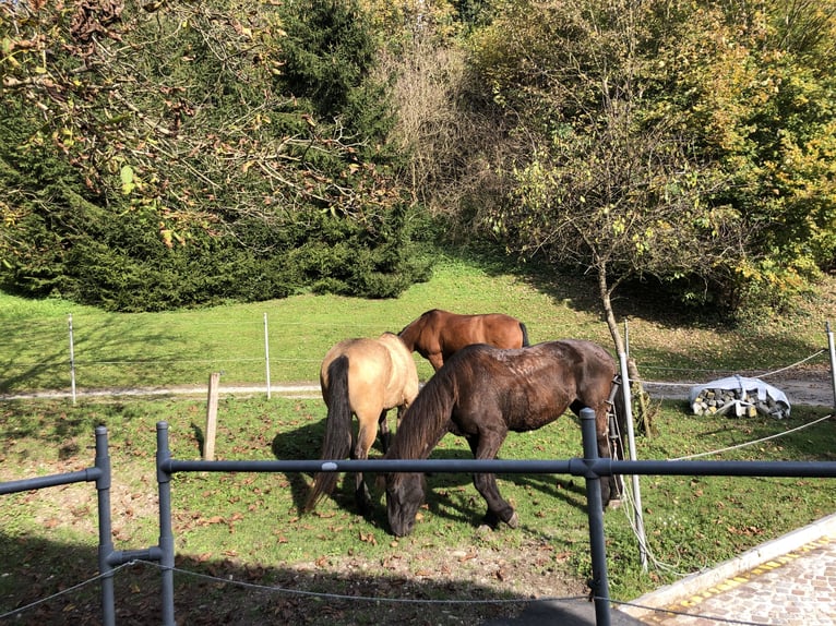 Mustang (kanadisch) Stute 6 Jahre 154 cm Buckskin in WeinfeldenWeinfelden