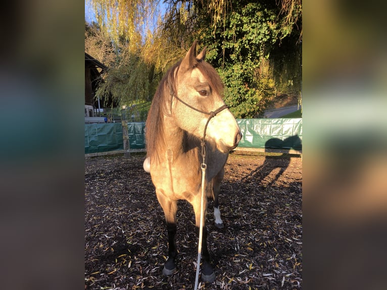 Mustang (kanadisch) Stute 6 Jahre 154 cm Buckskin in WeinfeldenWeinfelden