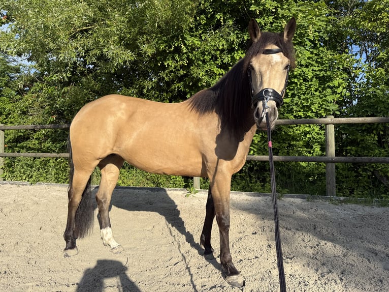 Mustang (kanadisch) Stute 6 Jahre 154 cm Buckskin in WeinfeldenWeinfelden