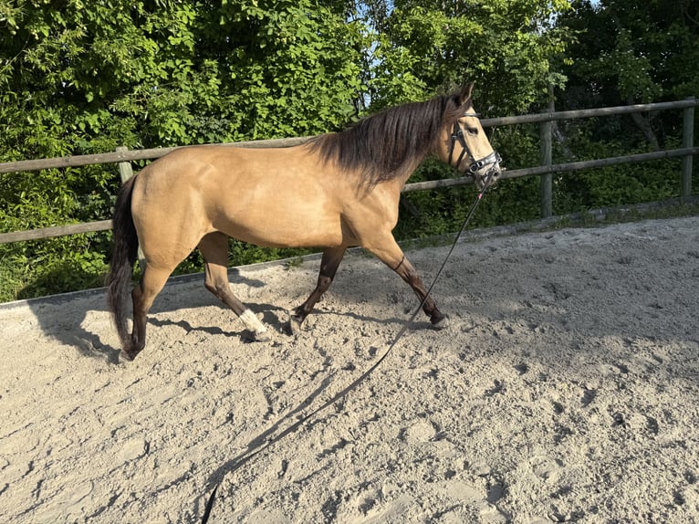 Mustang (kanadisch) Stute 6 Jahre 154 cm Buckskin in WeinfeldenWeinfelden