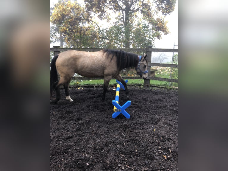Mustang (kanadisch) Stute 6 Jahre 154 cm Buckskin in WeinfeldenWeinfelden