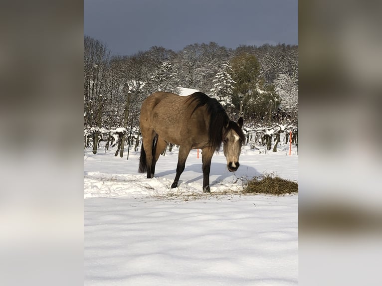 Mustang (kanadisch) Stute 6 Jahre 154 cm Buckskin in WeinfeldenWeinfelden