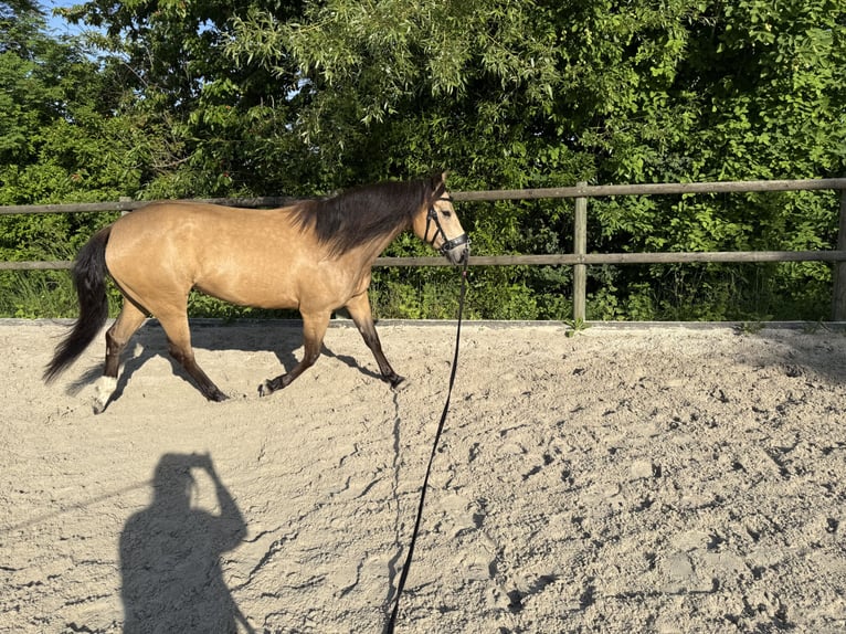 Mustang (kanadisch) Stute 6 Jahre 154 cm Buckskin in WeinfeldenWeinfelden