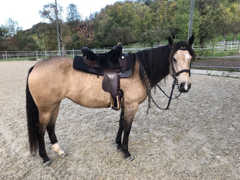 Mustang (kanadisch) Stute 6 Jahre 154 cm Buckskin in WeinfeldenWeinfelden