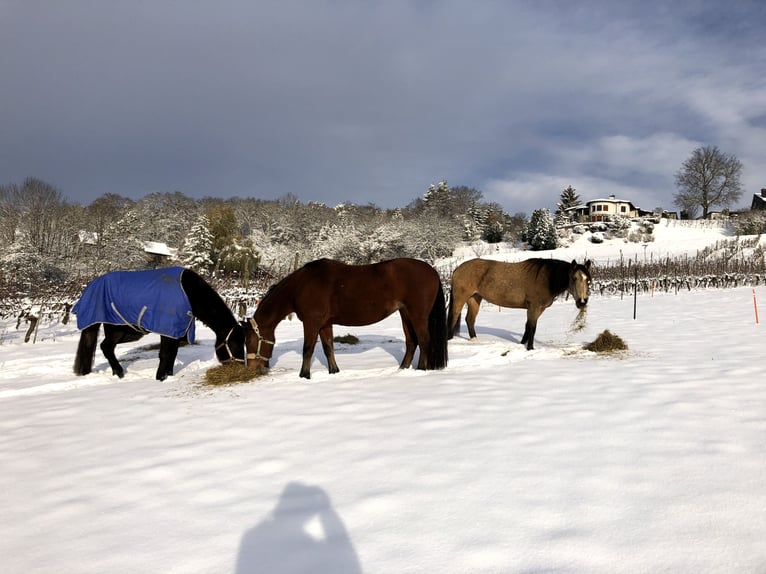 Mustang (kanadisch) Stute 6 Jahre 155 cm Buckskin in Weinfelden