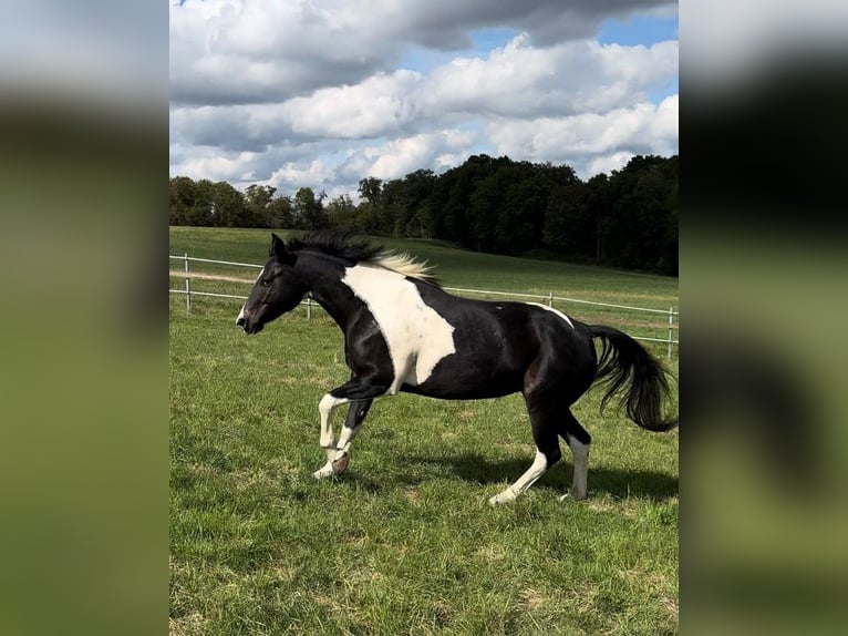 Mustang (kanadisch) Stute 9 Jahre 155 cm Schecke in Kupferzell