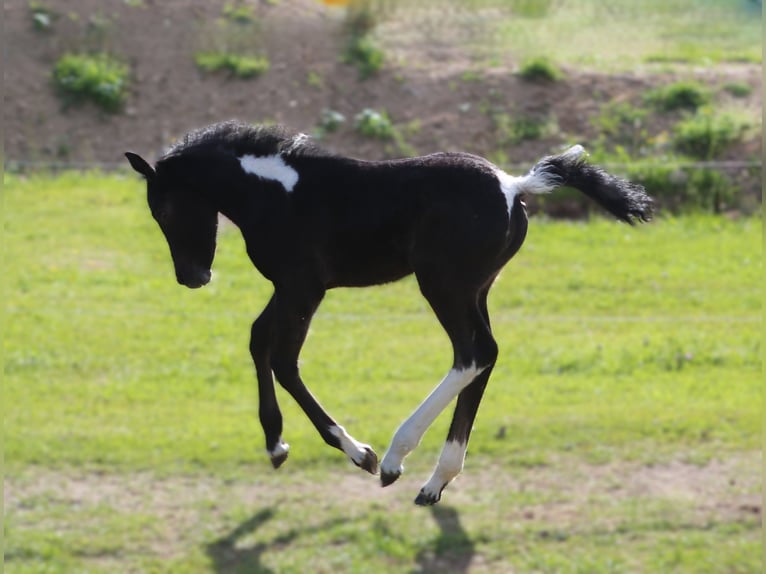 Mustang (kanadisch) Mix Stute  148 cm Rappschimmel in Dachsberg