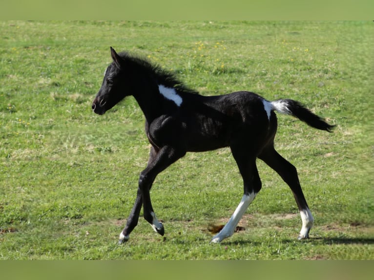 Mustang (kanadisch) Mix Stute  148 cm Rappschimmel in Dachsberg