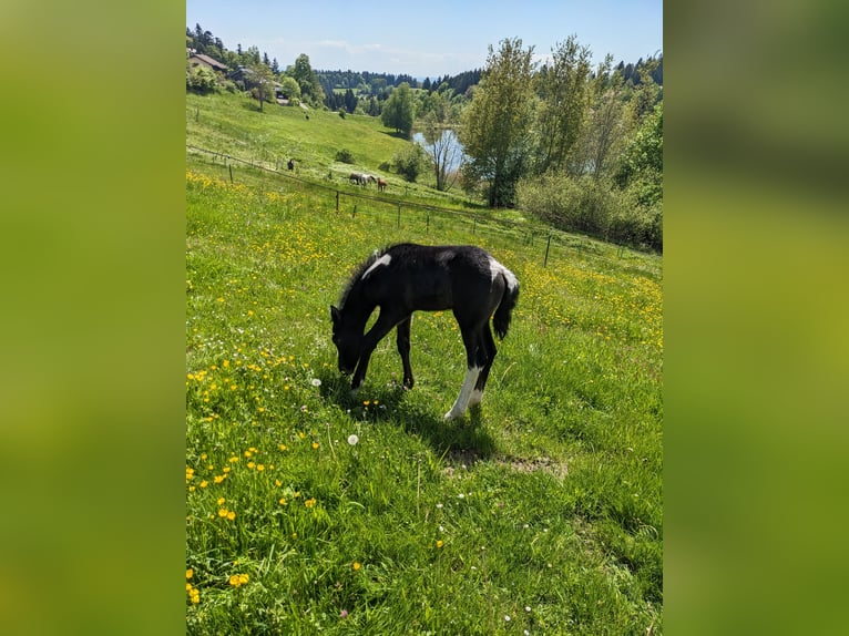 Mustang (kanadisch) Mix Stute  148 cm Rappschimmel in Dachsberg