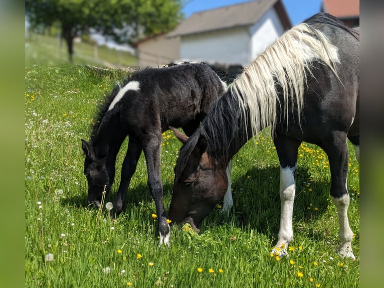 Mustang (kanadisch) Mix Stute  148 cm Rappschimmel in Dachsberg