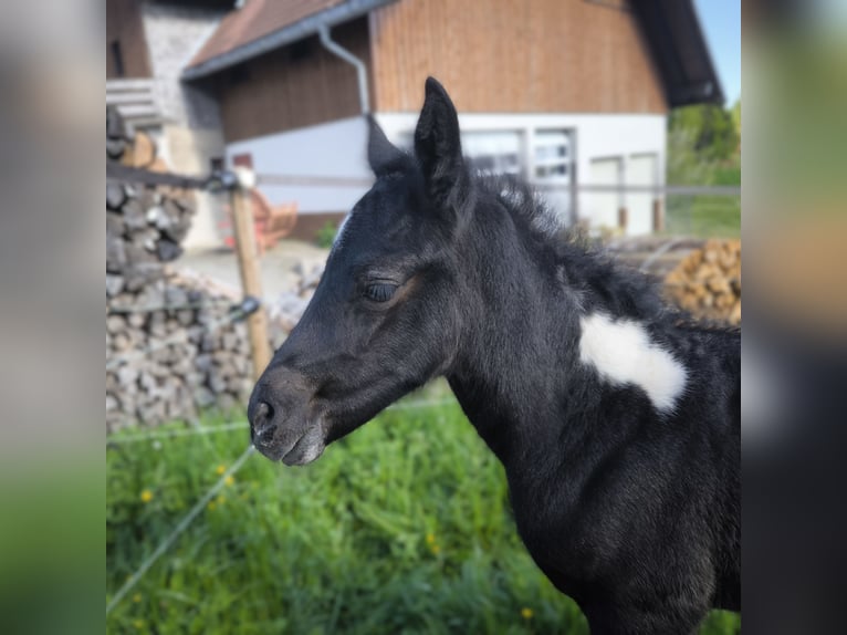 Mustang (kanadisch) Mix Stute  148 cm Rappschimmel in Dachsberg