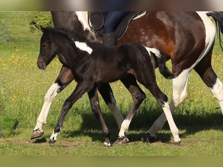 Mustang (kanadisch) Mix Stute  148 cm Rappschimmel in Dachsberg