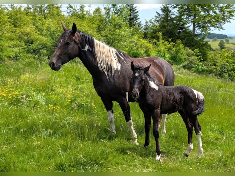 Mustang (kanadisch) Mix Stute  148 cm Rappschimmel in Dachsberg