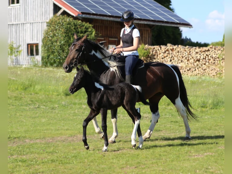 Mustang (kanadisch) Mix Stute  148 cm Rappschimmel in Dachsberg