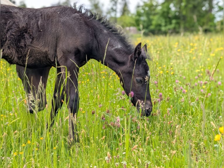 Mustang (kanadisch) Mix Stute  148 cm Rappschimmel in Dachsberg