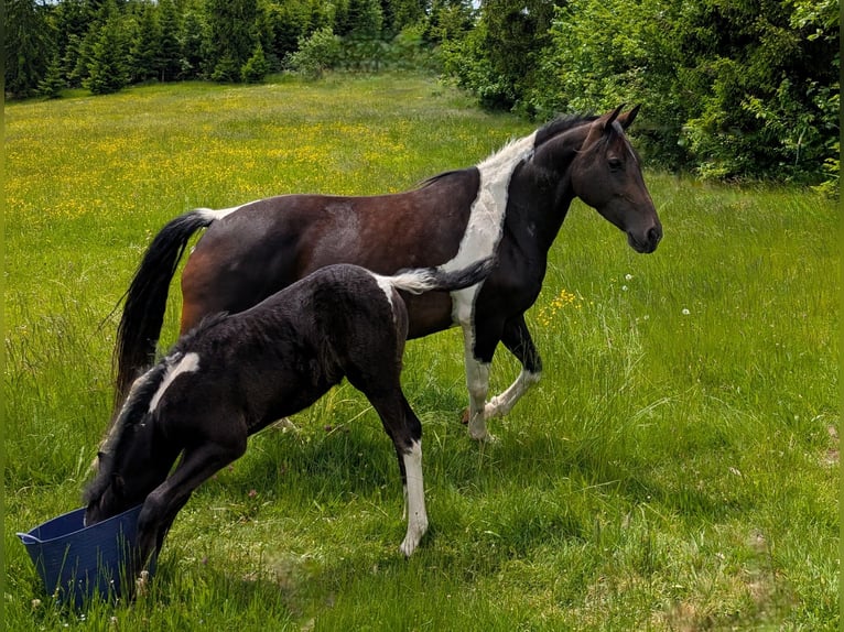 Mustang (kanadisch) Mix Stute  148 cm Rappschimmel in Dachsberg