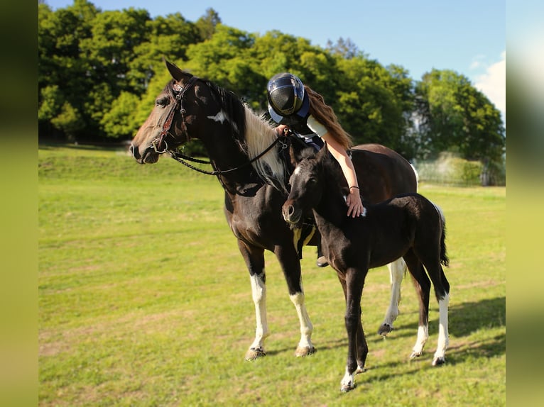 Mustang (kanadisch) Mix Stute  148 cm Rappschimmel in Dachsberg