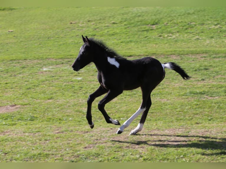 Mustang (kanadisch) Mix Stute  148 cm Rappschimmel in Dachsberg