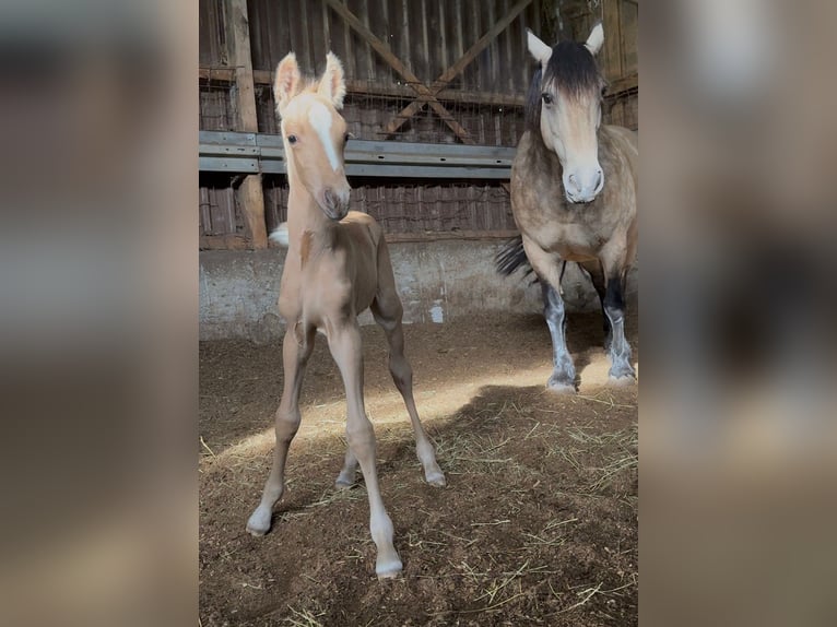 Mustang (kanadisch) Mix Stute Fohlen (01/2026) 150 cm Palomino in Kupferzell
