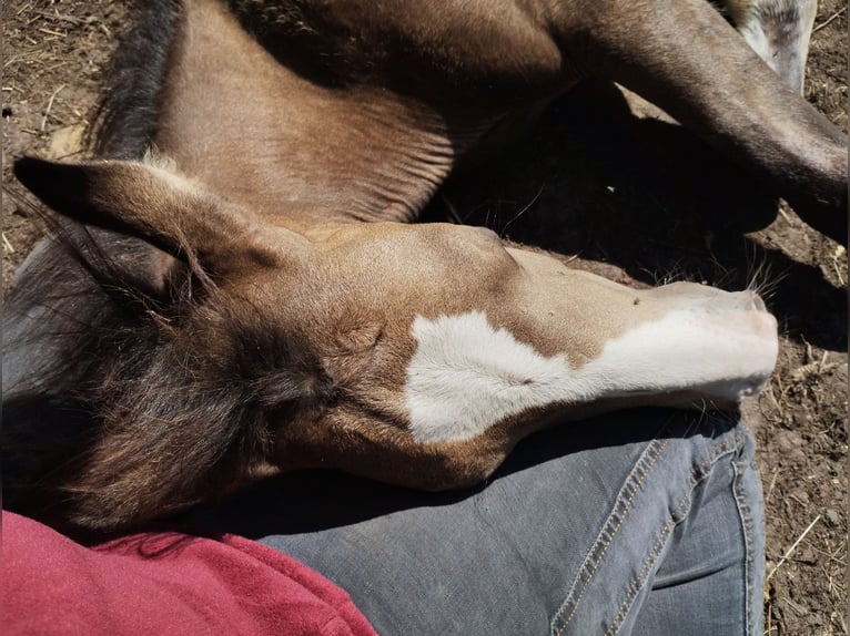 Mustang (kanadisch) Mix Wallach 2 Jahre 158 cm Buckskin in Menslage