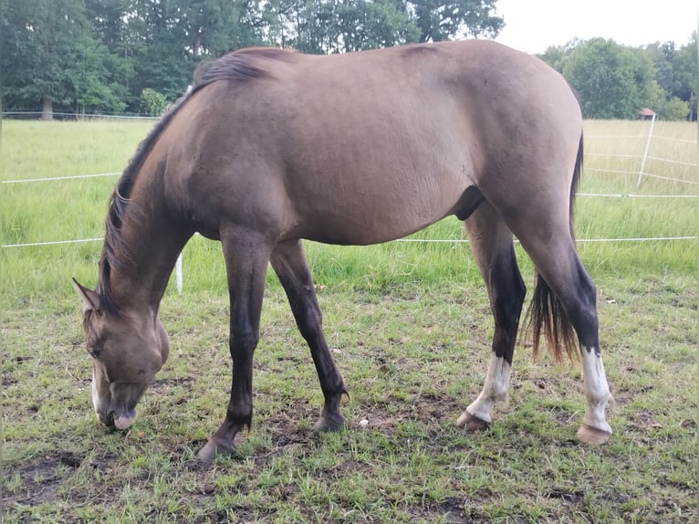 Mustang (kanadisch) Mix Wallach 2 Jahre 158 cm Buckskin in Menslage