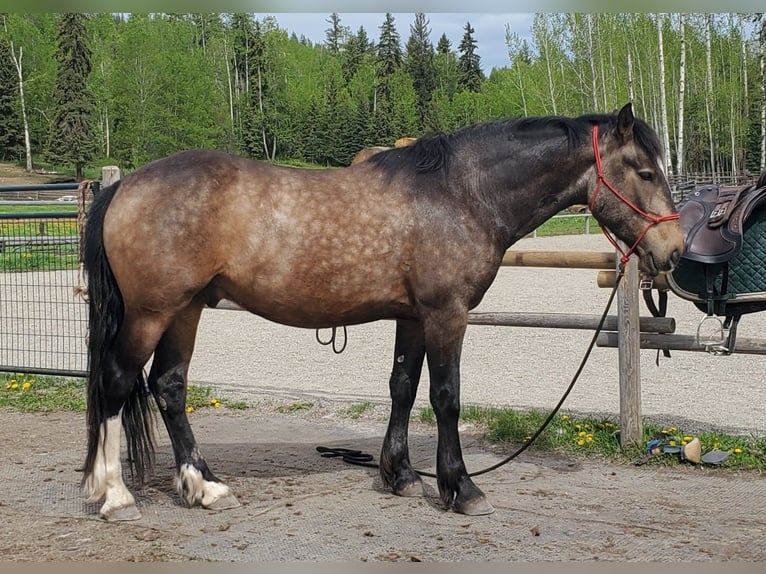 Mustang (kanadisch) Wallach 4 Jahre 153 cm Buckskin in Kerns
