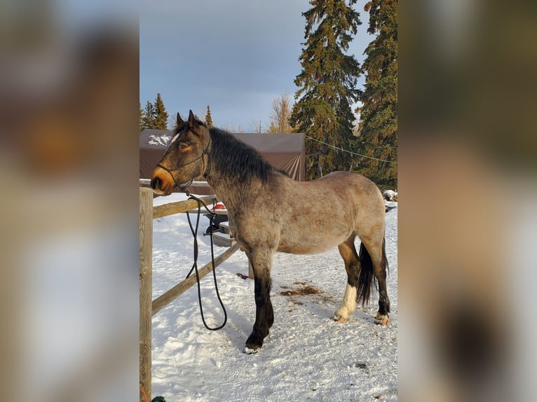 Mustang (kanadisch) Wallach 4 Jahre 153 cm Buckskin in Kerns